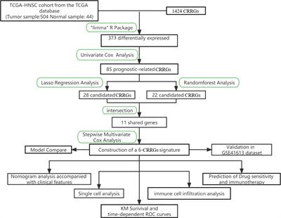 Circadian rhythm-related genes index: A predictor for HNSCC prognosis, immunotherapy efficacy, and chemosensitivity